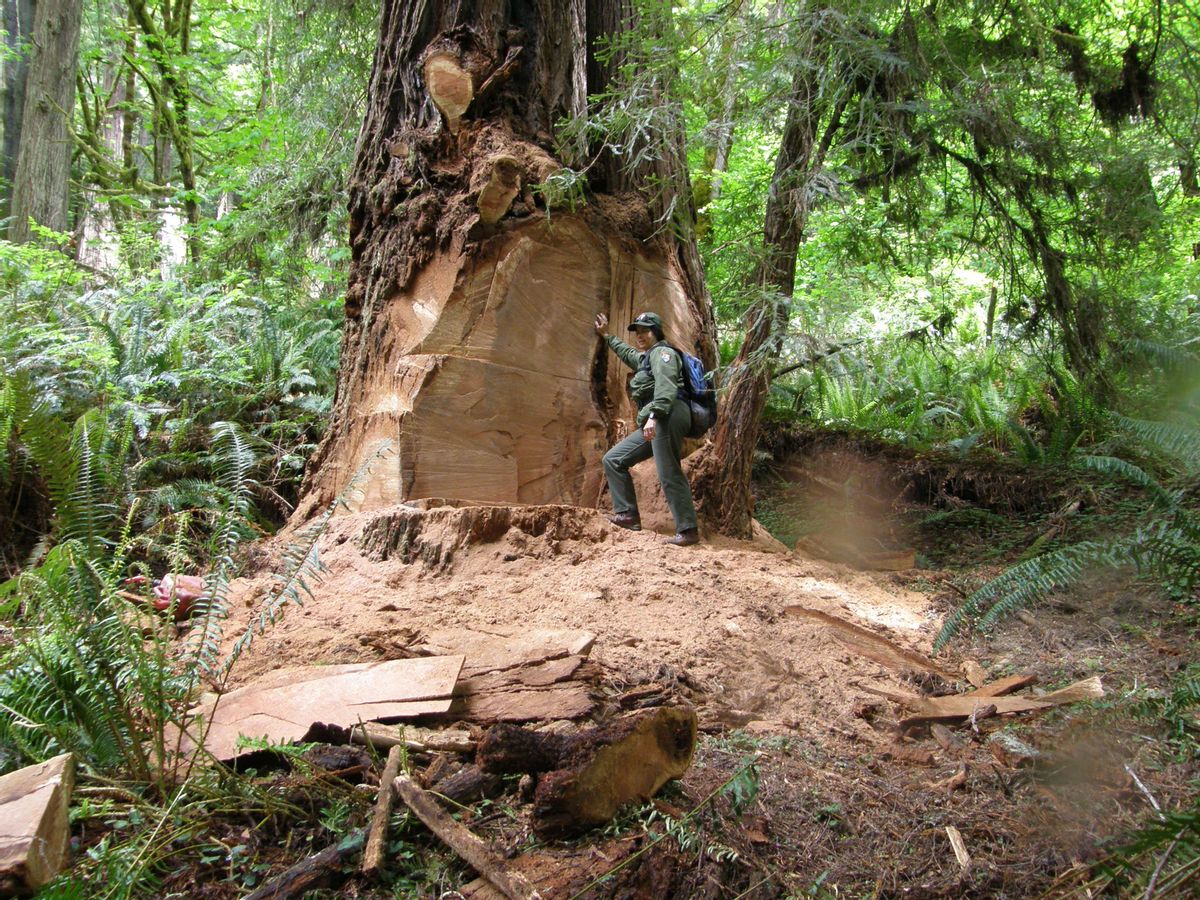Wildlife biologist Terry Hines stands next to a massive scar on an old growth redwood tree in the Redwood National and State Parks. (AP Photo/Redwood National and State Parks, Laura Denn)  