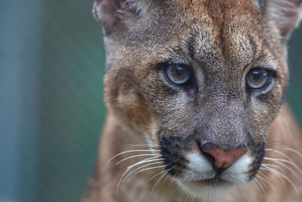 Catfight: How mountain lions are struggling to survive 