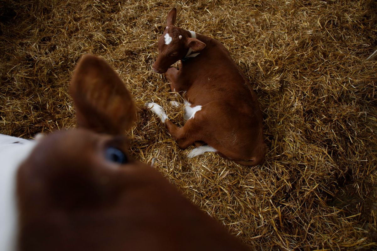 In this photo taken on Tuesday, April 15, 2014, Norwegian Red calves rest on a pile of hay inside a farm in the village of Kozarac, near Bosnian town of Perijedor, 250 kms northwest of Sarajevo. Bosnian farmer Jusuf Arifagic invested eight million euro into the luxury farm that started four months ago with the import of 115 Norwegian Red Cows - a type of tough and hornless animal bred in Norway over the past 75 years to produce more and better milk than the usual cow known in the Balkans. He plans to expand into the biggest facility keeping this type of animal in Europe with 5,000 cows. In a country where half of the population is living in poverty, his animals sleep on mattresses in a barn with a computerized air condition and lighting system. They are bathed regularly, get a massage whenever they feel like it and receive the occasional pedicure.(AP Photo/Amel Emric) (AP Photo/Amel Emric)