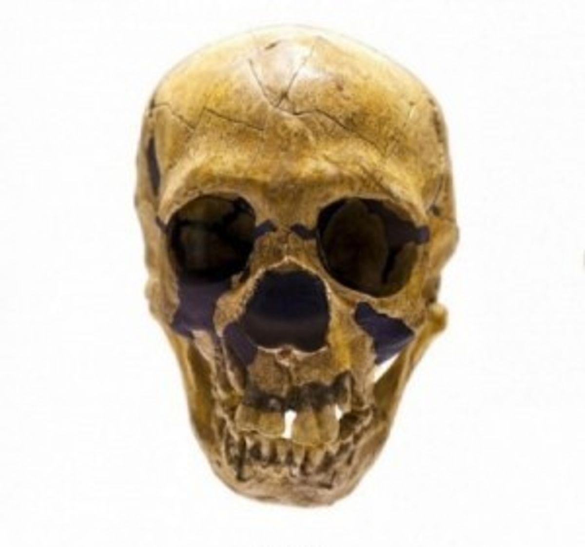 Neanderthal skull (shutterstock)