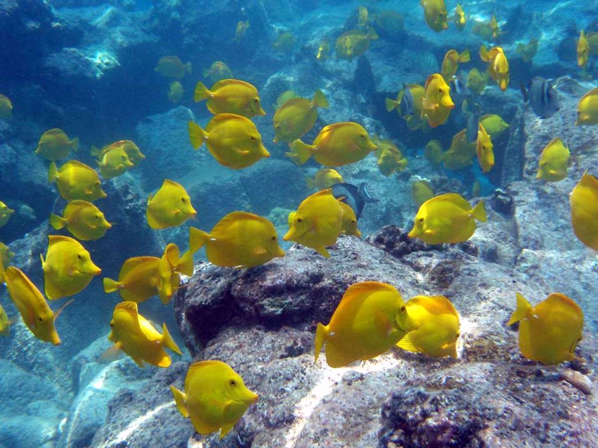 File-This undated file photo from Oregon State University shows a school of yellow tang off the coast of Hawaii. The waters off the Hawaiis largest island are home to a half-million brightly-colored tropic fish that are scooped up into nets each year and flown across the globe into aquariums from Berlin to Boston. Scientists say the aquarium fishery off the Big Island is among the best managed in the world, but it has nevertheless become the focus of a fight over whether its ever appropriate to remove fish from reefs for people to look at and enjoy. (AP Photo/Oregon State University, Bill Walsh,File) NO SALES (AP Photo/Oregon State University, Bill Walsh,File)