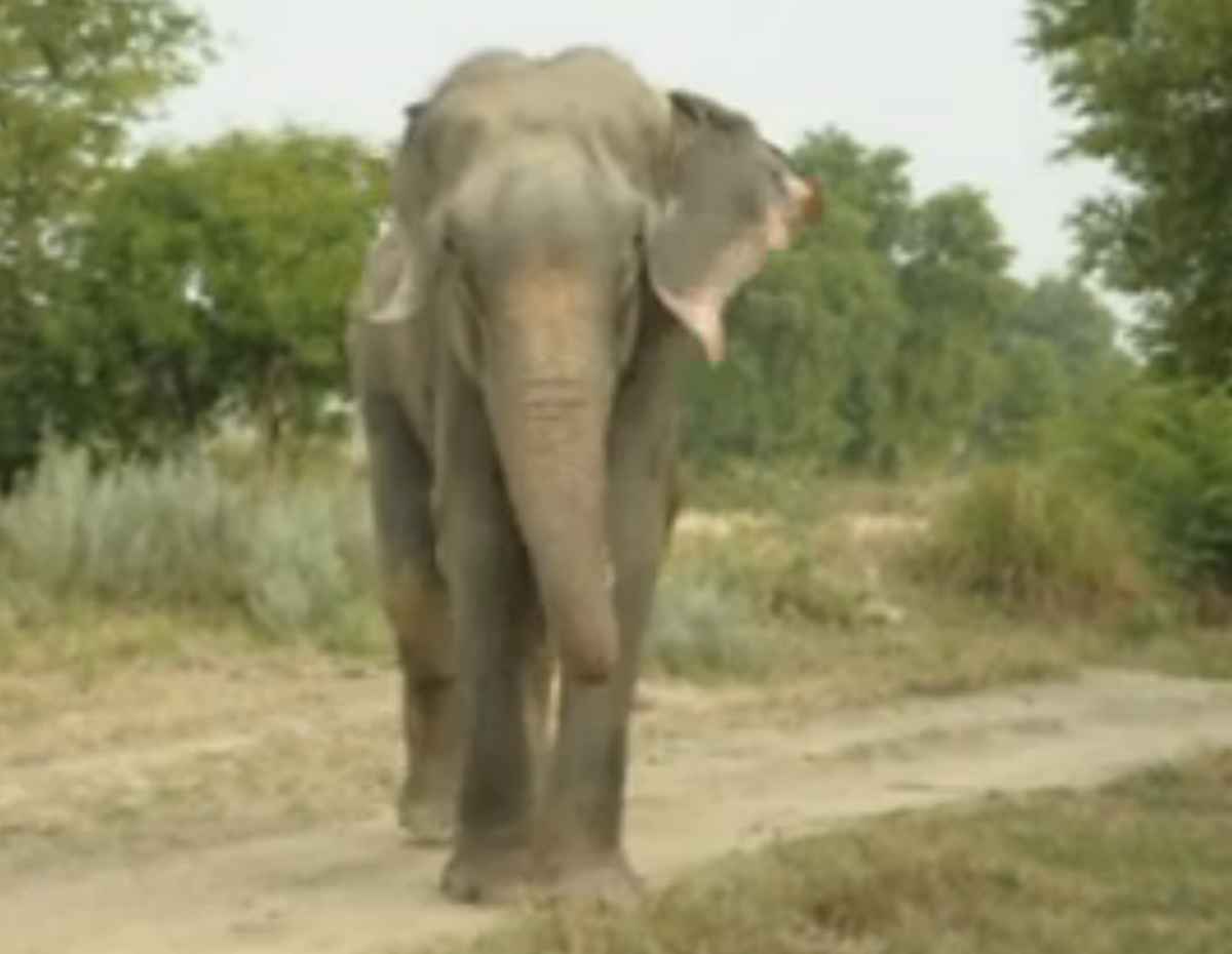  Raju the elephant         (Screenshot)