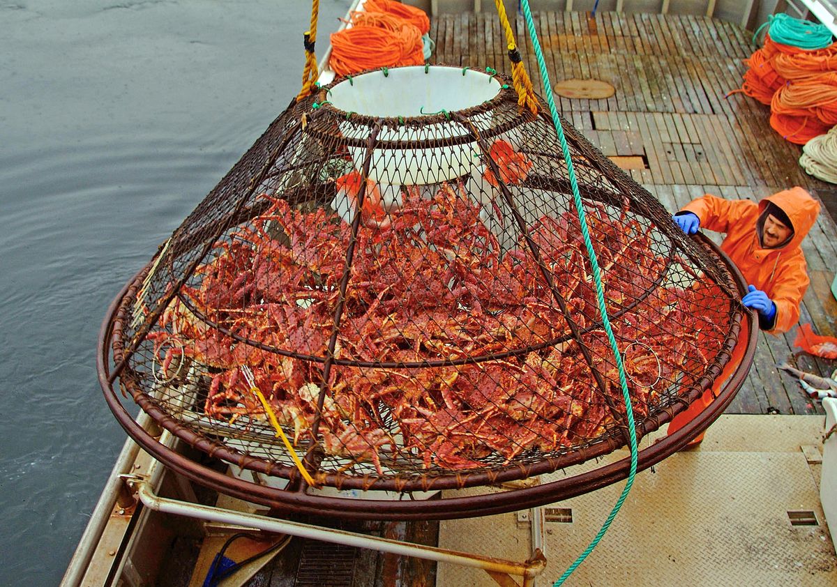 FILE - In this Nov. 6, 2005 file photo, Ralph Strickland guides a crab pot full of red king crabs onto the deck of F/V Frigidland during the current fishery in the waters off of Juneau, Alaska. The release of carbon dioxide into the air from factory smokestacks to the tailpipe on your car could pose a risk to red king crab and other lucrative fisheries in Alaska, a new report says. The research, led by the National Oceanic and Atmospheric Administration, was to be published Tuesday, July 29, 2014,  in the online journal Progress in Oceanography. (AP Photo/Klas Stolpe, File)  (AP)