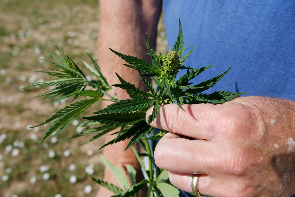 This July 3, 2014 photo shows Jim Denny inspecting the growth of a hemp plant on his property in Brighton, Colo. Denny learned the hard way that he needed neighbors permission before growing hemp. He learned about marijuanas non-intoxicating cousin at an event earlier this spring and decided to try the crop on a 75-by-100-foot plot in his yard. But Dennys hemp plot ran afoul of his homeowners association, which ruled the hemp experiment unacceptable. (AP Photo/Ed Andrieski) (AP)