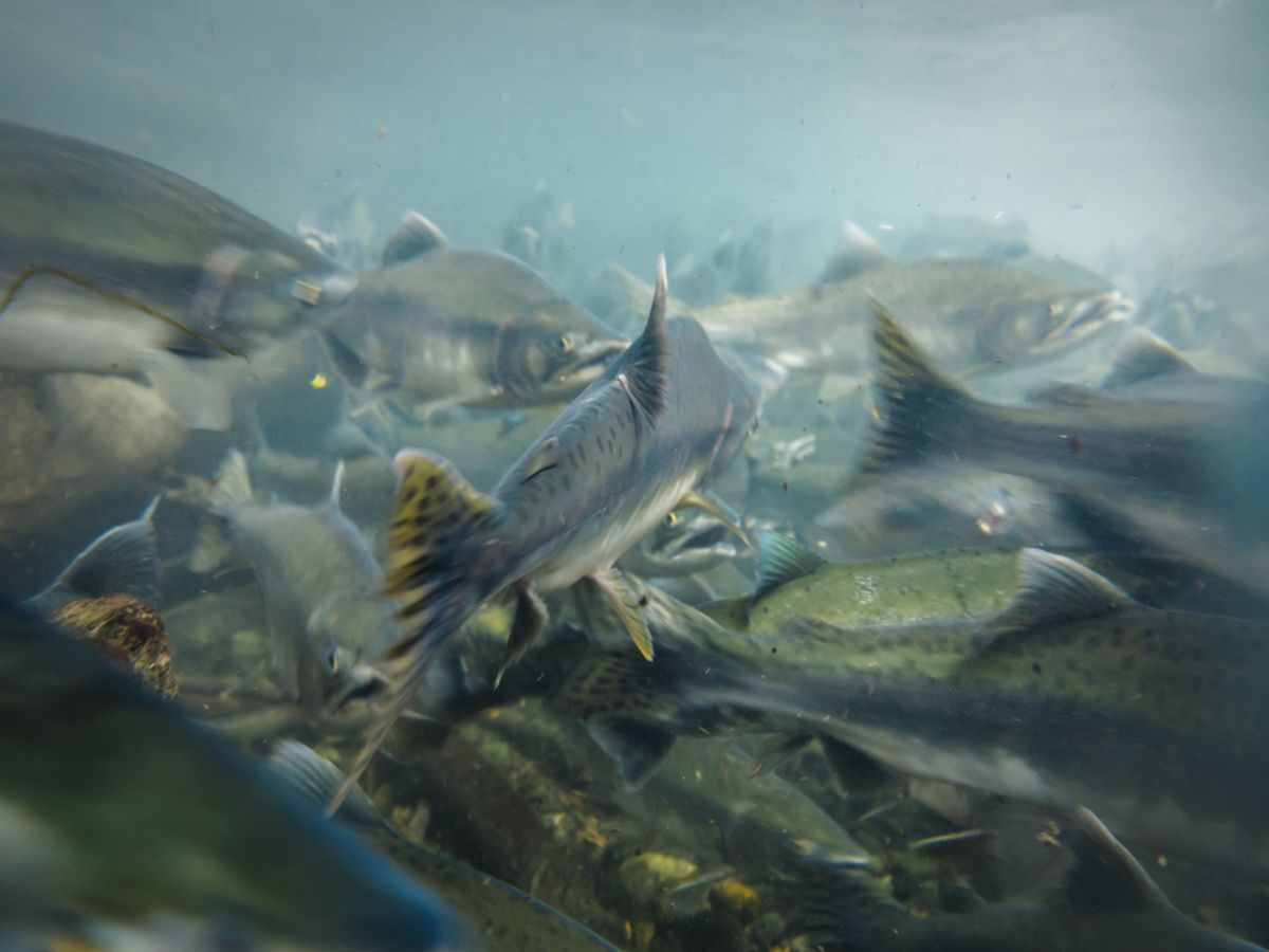 Sockeye salmon spawn in an Alaskan river   (Pete Niesen/Shutterstock)