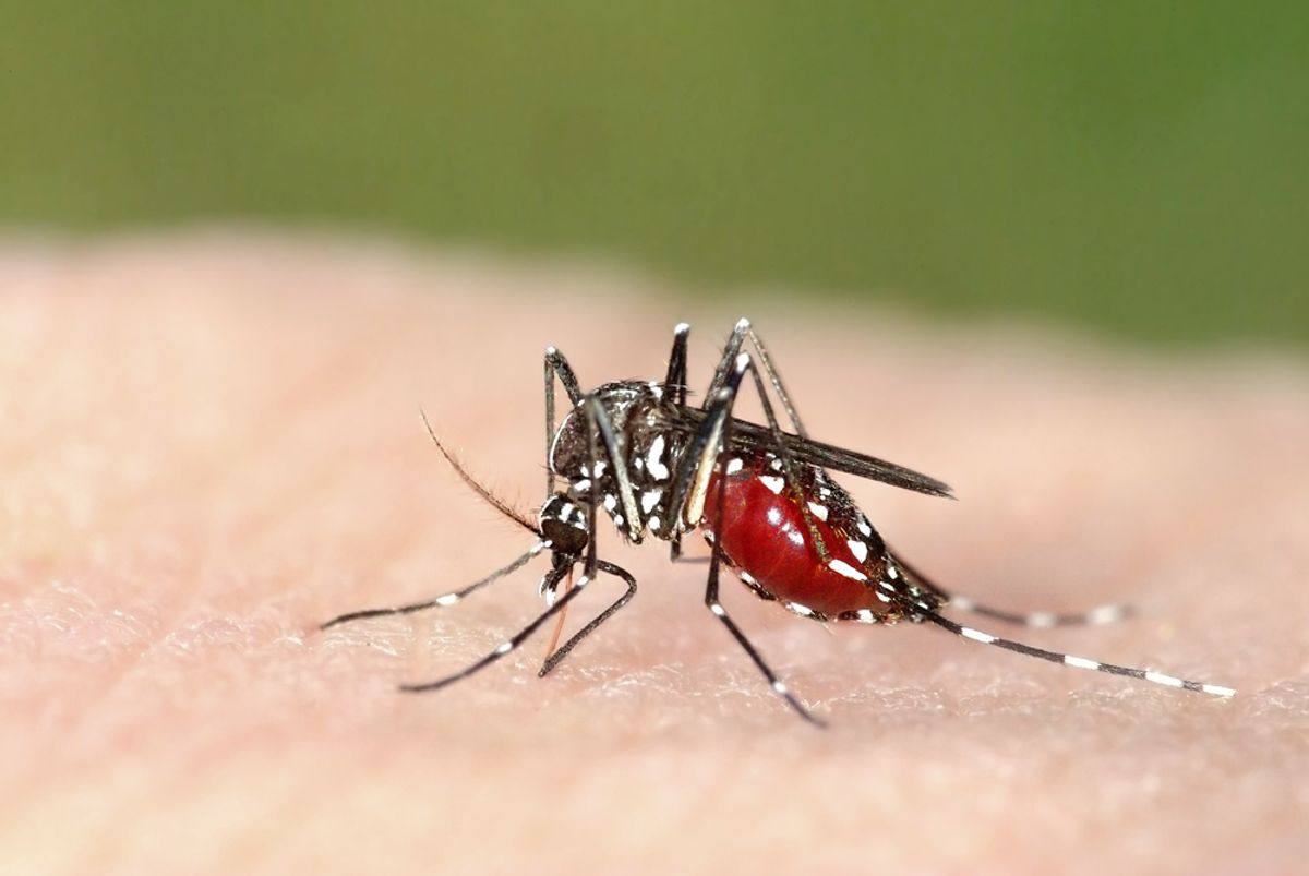 Asian tiger mosquito (Aedes albopictus) (Marco Uliana/Shutterstock)