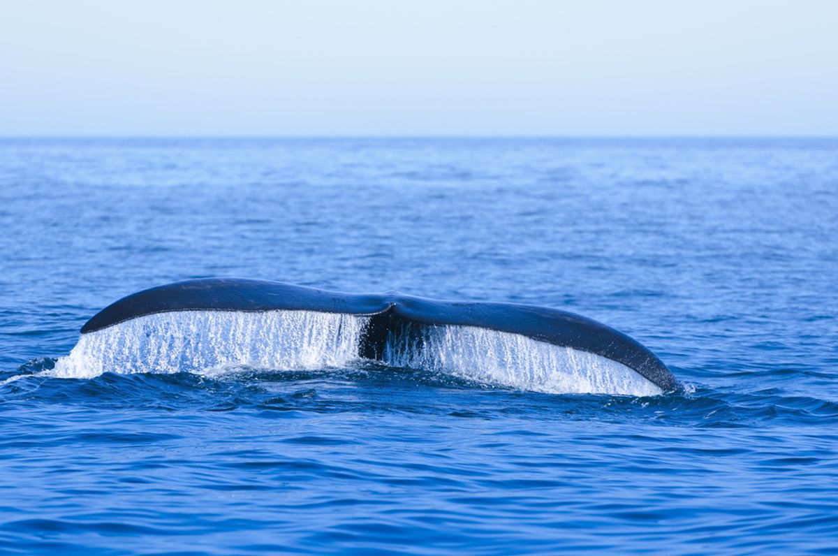 North Atlantic Right Whale    (Stephen Meese/Shutterstock)