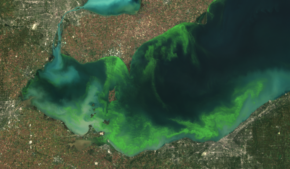 Satellite image of 2011 Lake Erie bloom (the most severe in decades)      (MERIS/NASA)