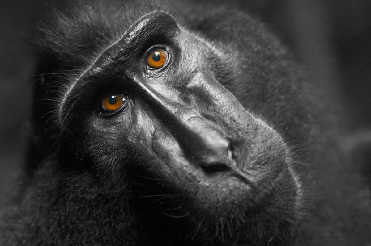 A photo of a different macaque monkey, taken by a human.      (<a href='http://www.shutterstock.com/gallery-295900p1.html'>Dudarev Mikhail</a> via <a href='http://www.shutterstock.com/'>Shutterstock</a>)