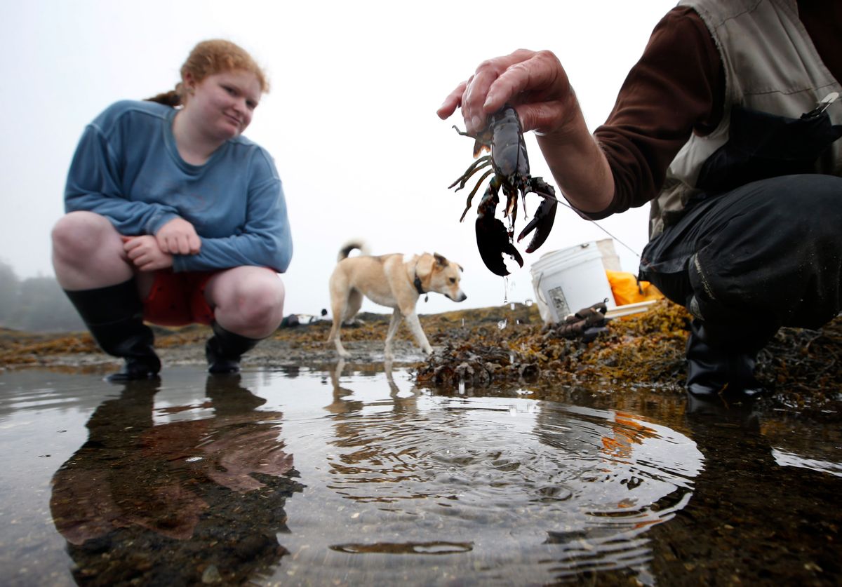 In this Wednesday, Aug. 13, 2014 photo, a juvenile lobster is returned to the water by scientist Diane Cowan during a survey of the lobster population on the shore of Friendship Long Island, Maine. Scientists say the Gulf of Maine is warming faster than more than 99 percent of the worlds oceans. The temperature rise is prompting fears about the future of one of the Atlantic's most unusual ecosystems and the industries it supports. (AP Photo/Robert F. Bukaty) (AP)