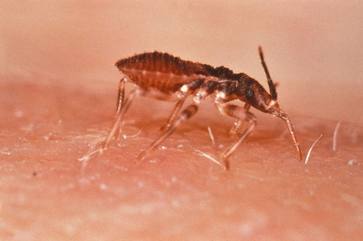  Triatoma a.k.a. the "kissing bug"   (CDC/World Health Organization)