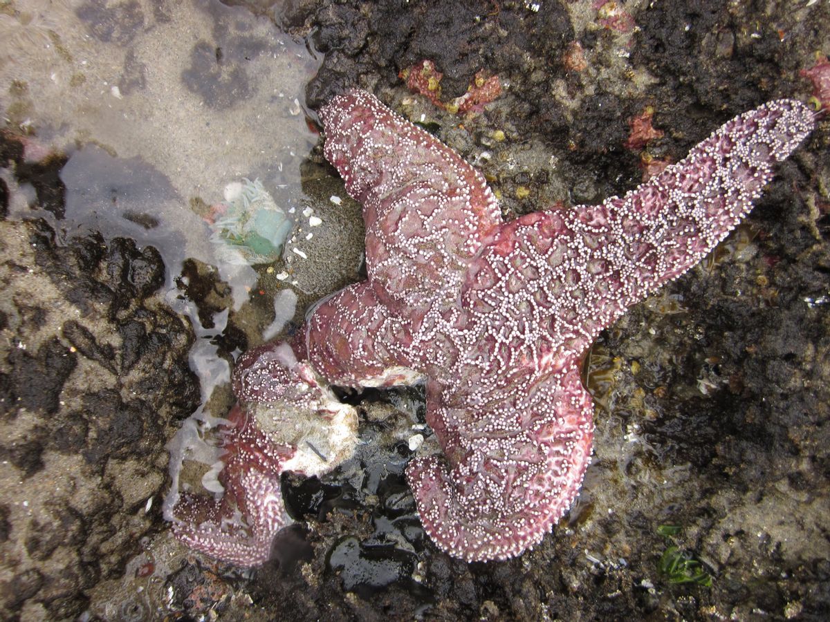 This May 16, 2014 file photo provided by Oregon State University shows an ochre sea star on the Oregon coast with one leg disintegrating from star wasting syndrome. Scientists are pretty sure they have isolated a virus that is reponsible for the disease that has killed millions of sea stars from Southern California to southern Alaska since summer 2013. Scientist don't know what triggered the massive outbreak of the virus, which has been in the marine environment since at least 1942.  (AP/Oregon State University, Elizabeth Cherny-Chipman)