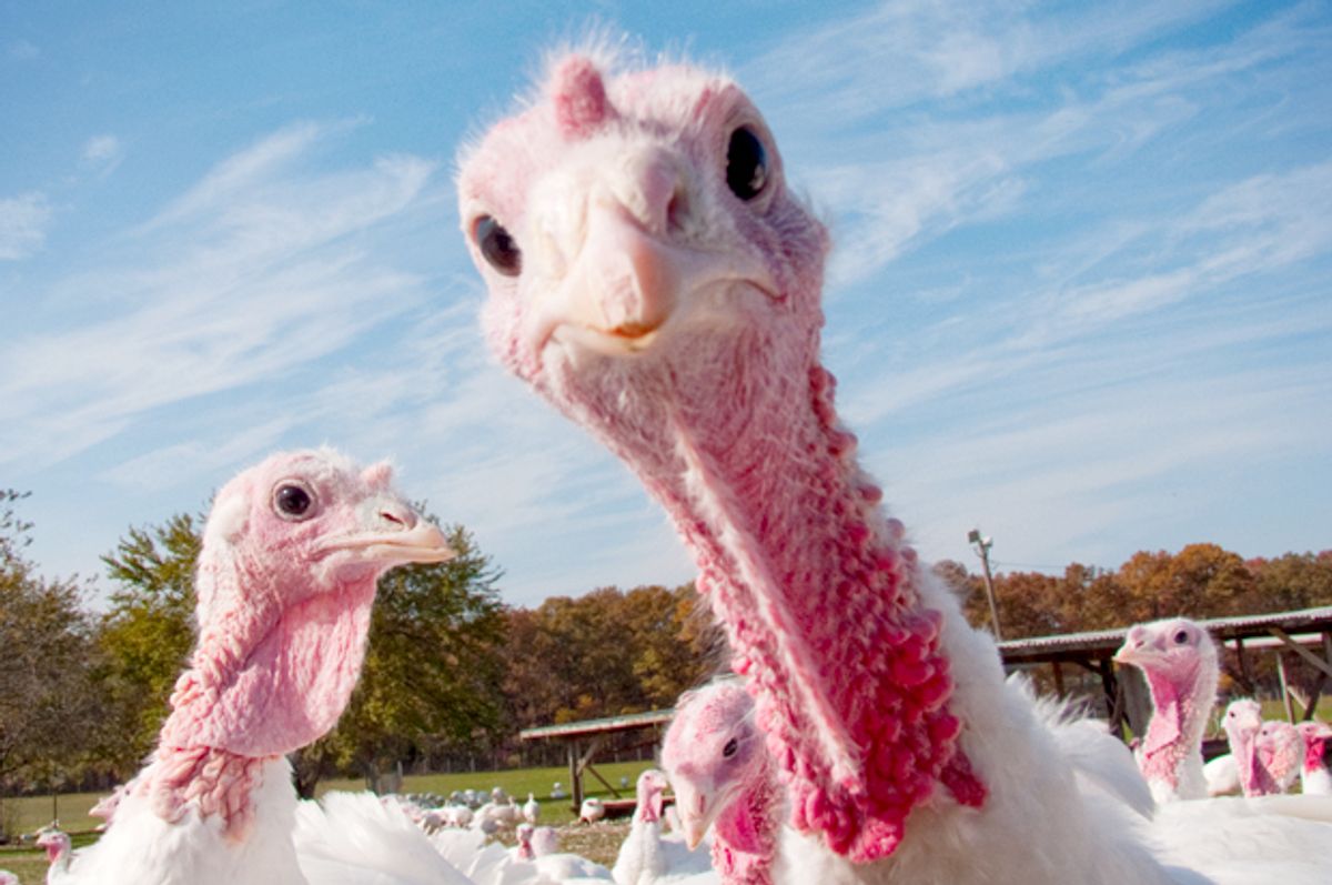 Stop eating Thanksgiving turkey! Why it's time to give up this big fat