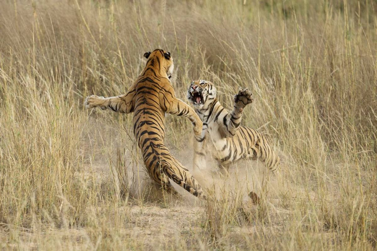This playful fight amongst two young sub adult Tigers was indeed a brilliant life time opportunity, that lasted exactly 4-5 seconds. The cubs were sitting in the grass as dusk approached when suddenly one of them sneaked up behind the other and what happened next is captured in this image. This playful fight amongst the siblings is what prepares them for their survival in the wild. The sheer power of the Tiger is beautifully captured in this image and portrays the sheer muscle power that these magnificent cats possess. May 5th, 2014, Bandhavgarh National Park, Madhya Pradesh, India.   (Archna Singh)