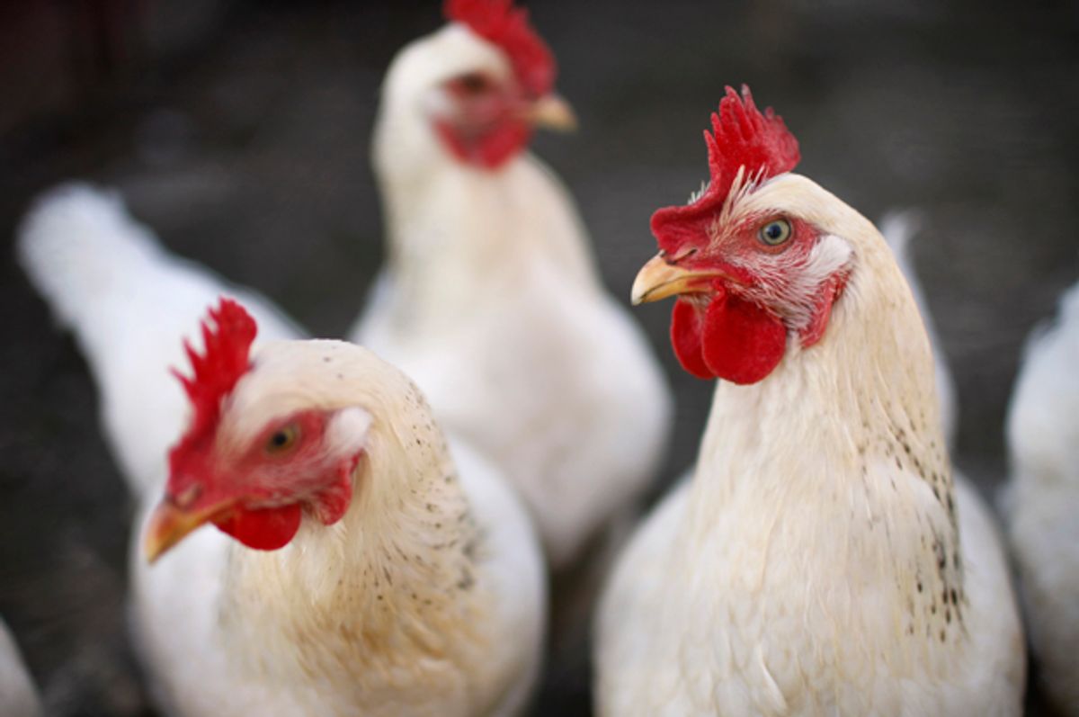 Three laying hens of an urban farmer peer out of their pen.       (David Stephenson)