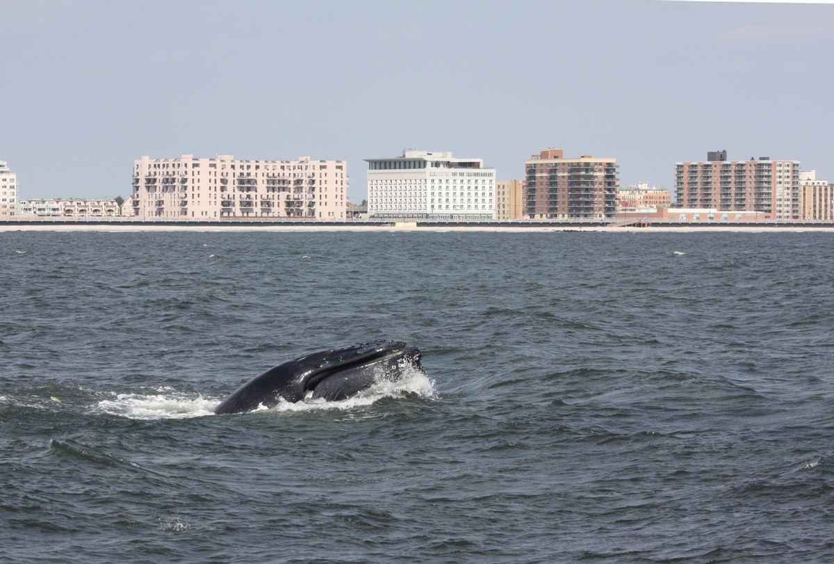 In this Aug. 19, 2014, photo provided by Gotham Whale, a humpback whale surfaces in the Atlantic Ocean just off the Rockaway peninsula near New York City. Humpbacks have been approaching the city in greater numbers than in many years; there were 87 sightings in nearby waters from a whale-watching boat 2014. (AP Photo/Gotham Whale/Paul Sieswerda) (AP)