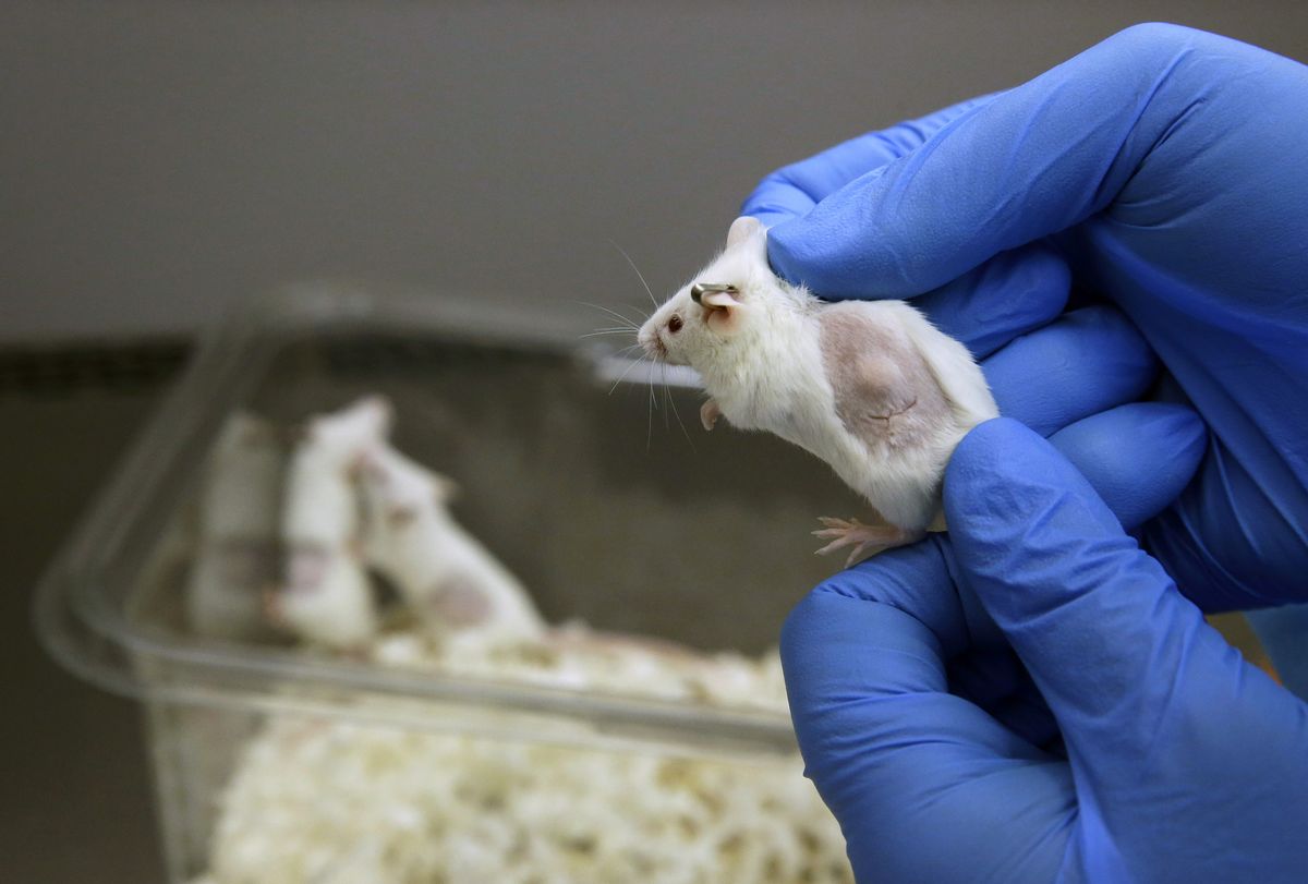 In this Sept. 19, 2014, photo, Charles Cook, manager of facilities and operations at Champions Oncology, displays mouse carrying a cancer patient's tumor graft under its skin in a lab in Baltimore. Cancer patients are paying the private lab to breed mice that carry bits of their own tumors so treatments can be tried first on the customized rodents. The idea is to see which drugs might work best on a specific person's specific cancer. (AP Photo/Patrick Semansky) (AP)