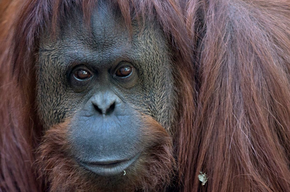 Sandra the orangutan, at Buenos Aires' Zoo, Argentina, Dec. 22, 2014.        (AP/Natacha Pisarenko)
