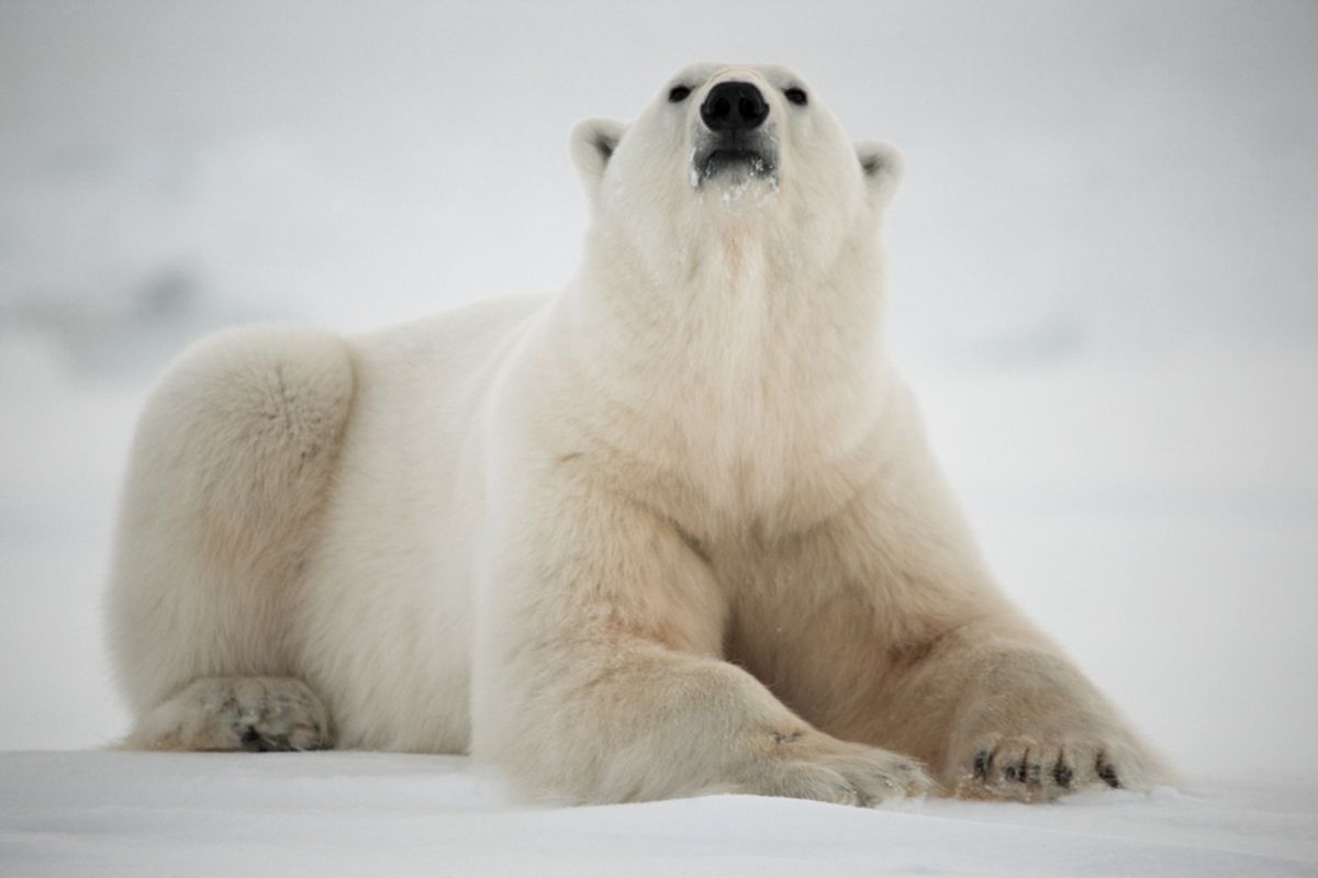       (Incredible Arctic/Shutterstock)