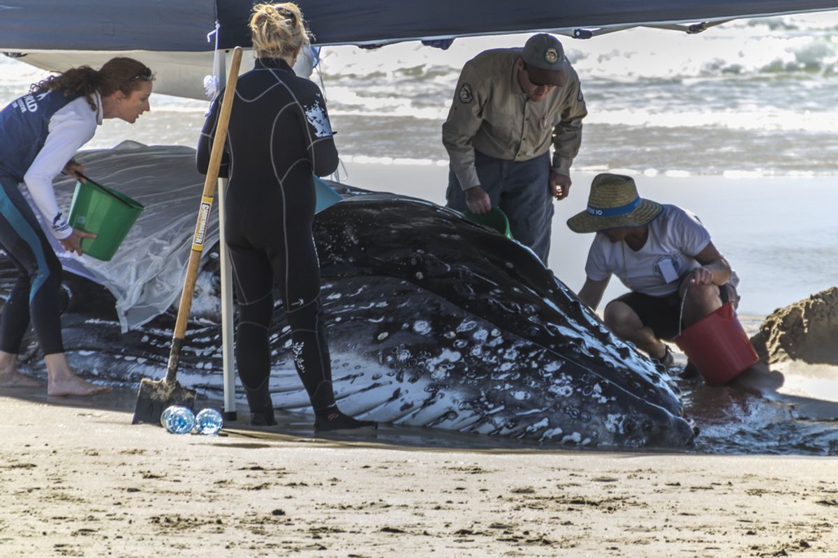 PALM BEACH, QUEENSLAND, AUSTRALIA-9th JULY 2014:-Rescue efforts for a hump back whale, July 2014 in Australia.   (<a href='url to photographer'>Shaun Robinson</a> via <a href='http://www.shutterstock.com/'>Shutterstock</a>)