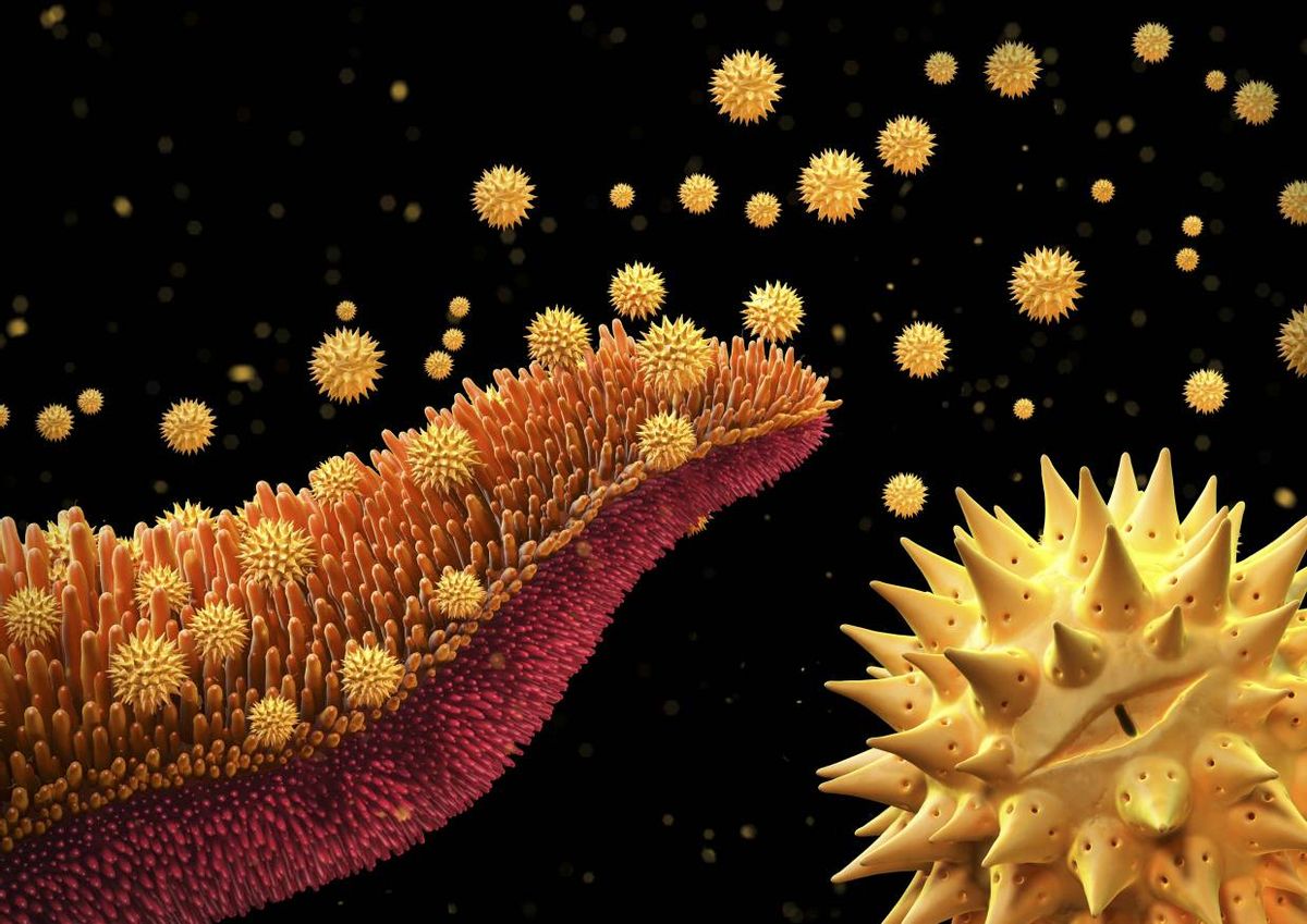 Pollen grains, Asteraceae, Artwork  (Wellcome Images/Maurizio De Angelis)