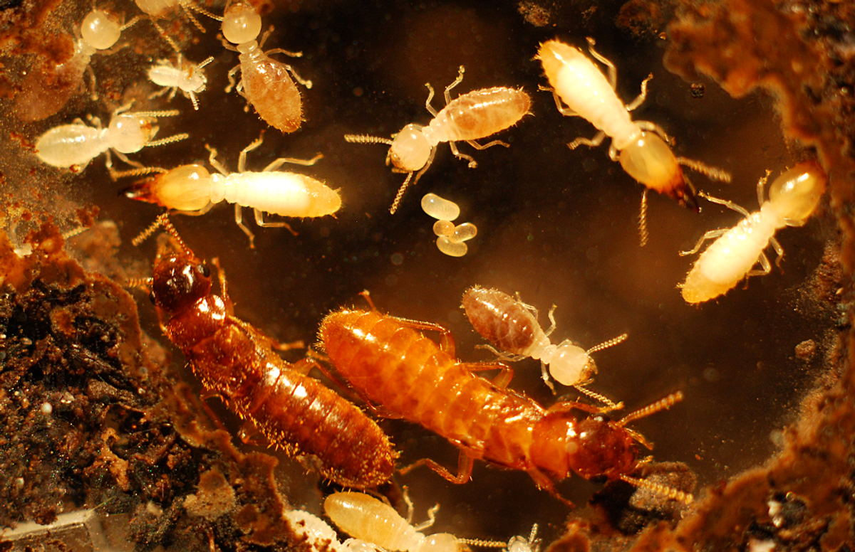 The Male Asian termite, female Formosan termite and their hybrid offspring (PLoS ONE)