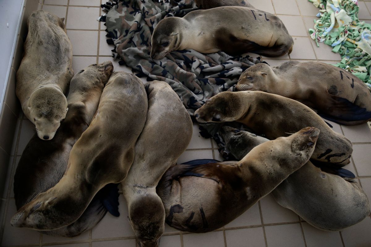 Rescued sea lion pups rest in a holding pen at the Pacific Marine Mammal Center, Monday, March 2, 2015, in Laguna Beach, Calif. Since January, more than 1,100 starving and sickly sea lion pups have washed up along Californias coast. Rescue centers have taken in about 800 but are stretched thin by the demand. (AP/Jae C. Hong)