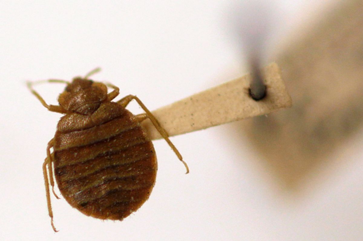 A bedbug is displayed at the Smithsonian Institution National Museum of Natural History in Washington.    (AP/Carolyn Kaster)