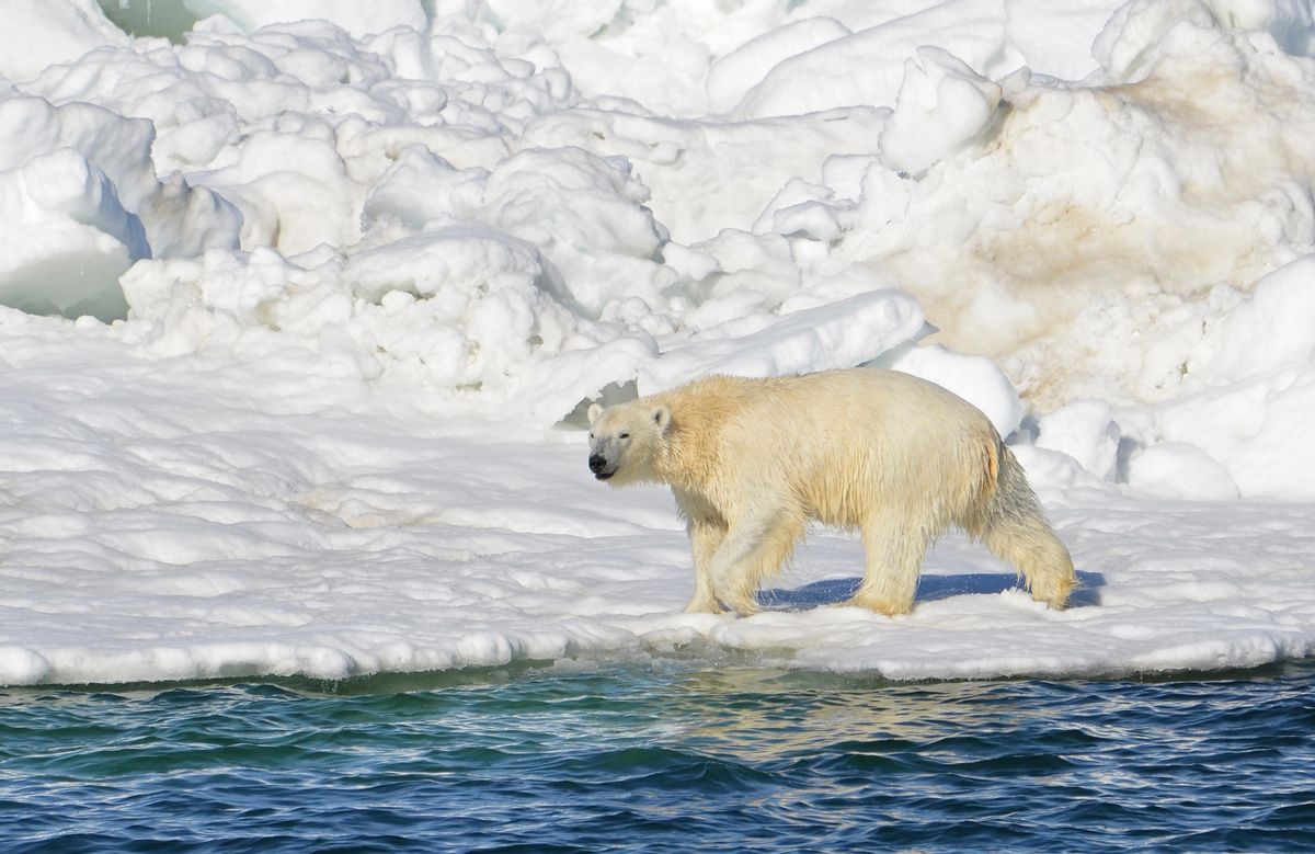 In this June 15, 2014 photo, a polar bear dries off after taking a swim in the Chukchi Sea in Alaska.  (AP Photo/U.S. Geological Survey, Brian Battaile)