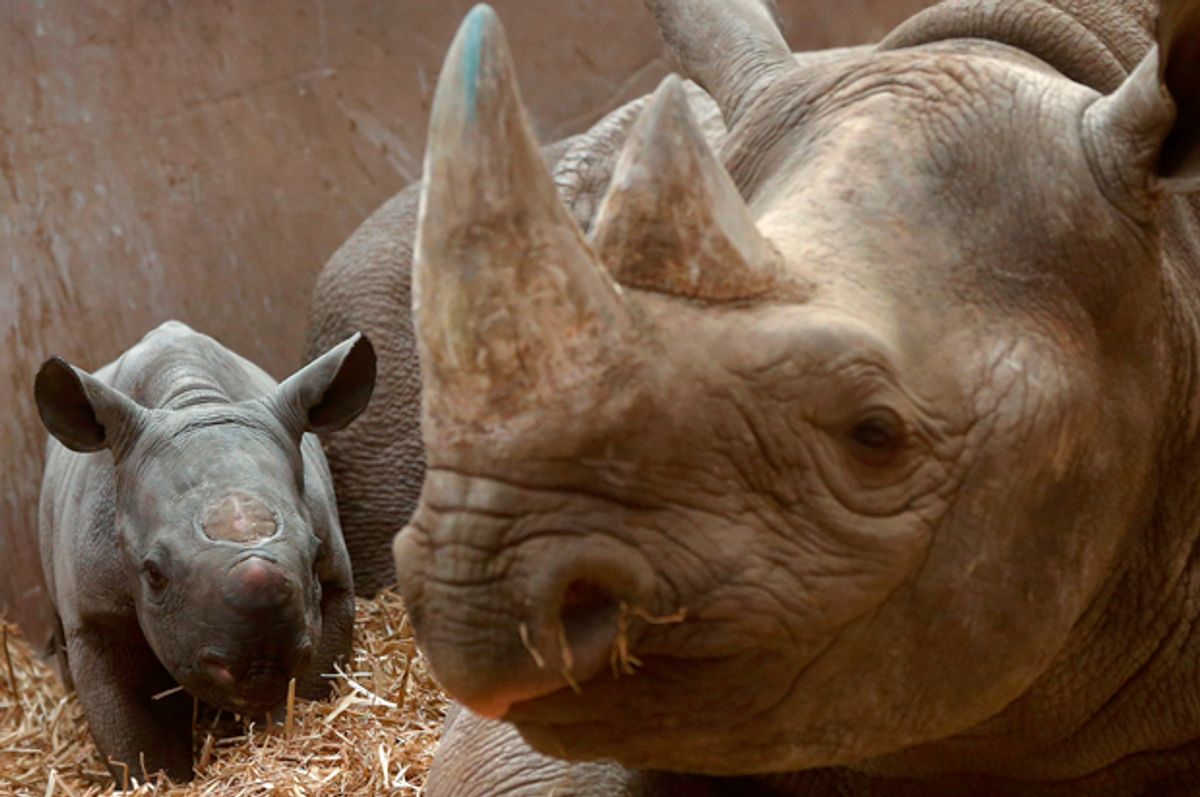 A five-day-old female Black Rhinoceros calf with its mother      (Reuters/Phil Noble)