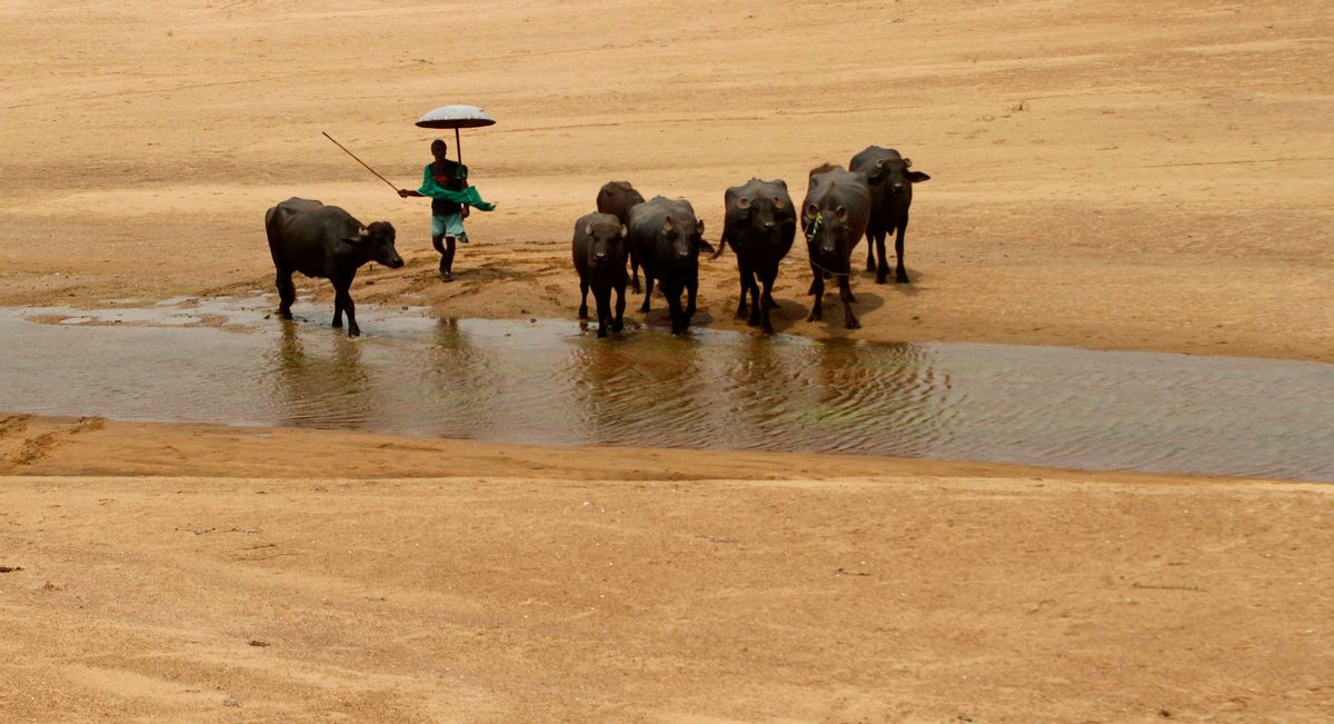 A villager herds his buffaloes as they enter the Daya River on a hot afternoon in the eastern Indian city of Bhubaneswar, India, Wednesday, May 27, 2015. In southern India, hundreds of people have died since the middle of April as soaring summer temperatures scorch the country, officials said Tuesday. (AP Photo/Biswaranjan Rout) (AP)
