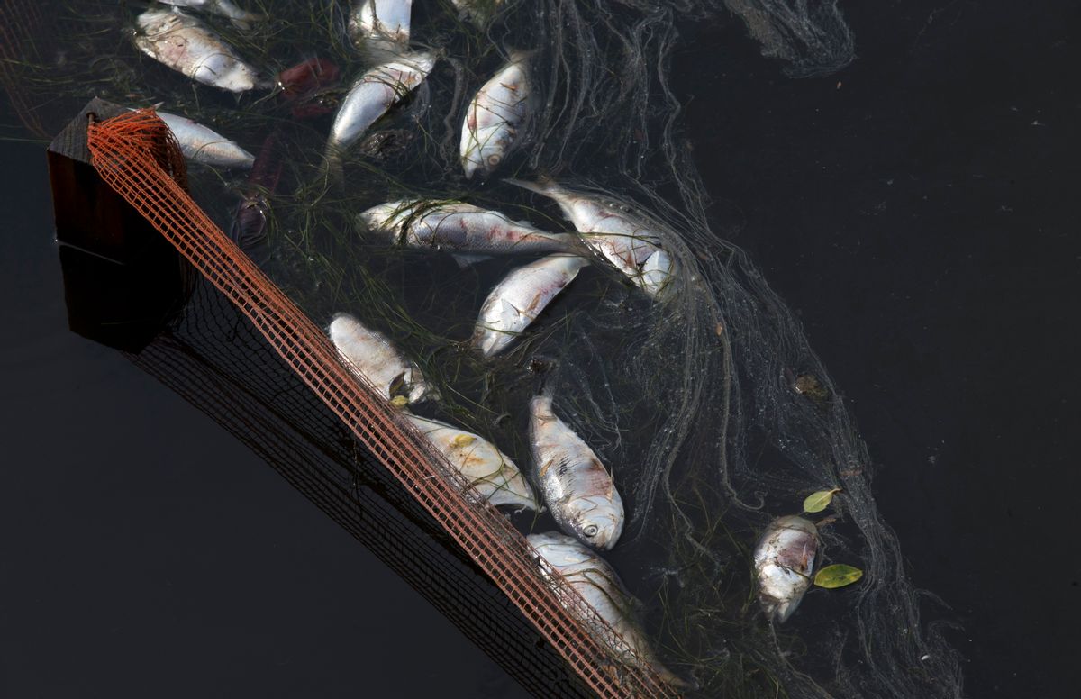 In this April 13, 2015 file photo, dead fish float at the Rodrigo de Freitas lagoon in Rio de Janeiro, Brazil. The rowing and canoeing venue for the 2016 Rio Olympics will be held  at the Rodrigo de Freitas lagoon, which is a beautiful locale spoiled by sewage-filled water and floating debris. (AP Photo/Silvia Izquierdo)  (AP)