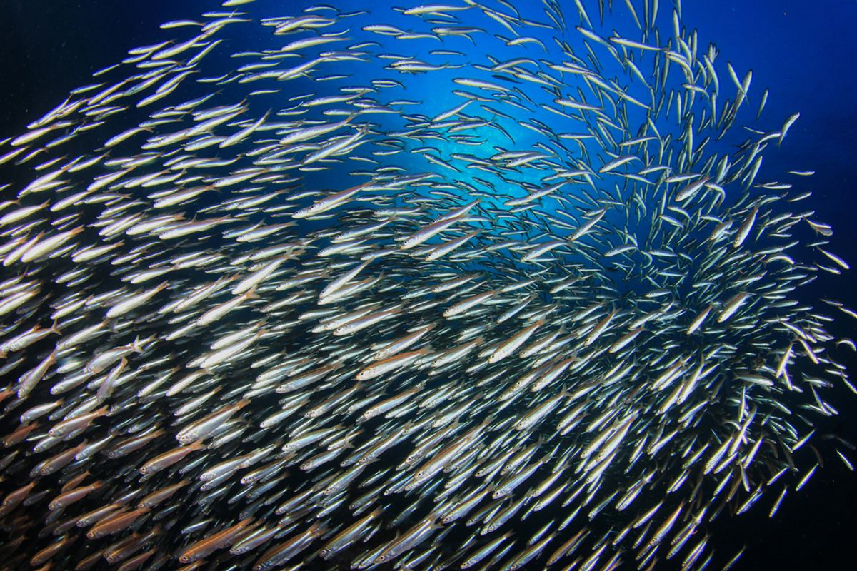   (Rich Carey/Shutterstock)