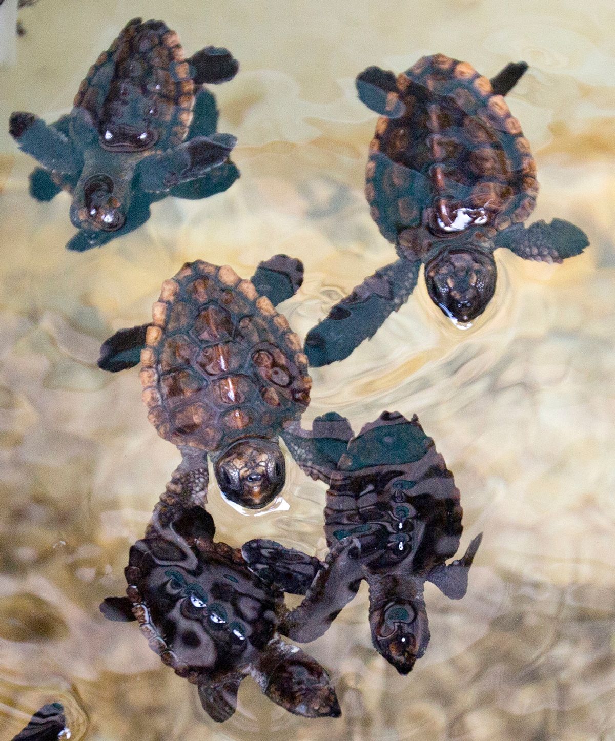 Loggerhead sea turtle hatchlings swim in a tank at the Gumbo Limbo Nature Center before being taken to a U.S. Coast Guard vessel for release, Monday, July 27, 2015, in Boca Raton, Fla. More than 600 Loggerhead hatchlings, nine Green sea turtle hatchlings, three rehabilitated Loggerhead post-hatchling and one Hawksbill post-hatchling sea turtle were released onto free-floating sargassum seaweed offshore. (AP Photo/Wilfredo Lee) (AP)