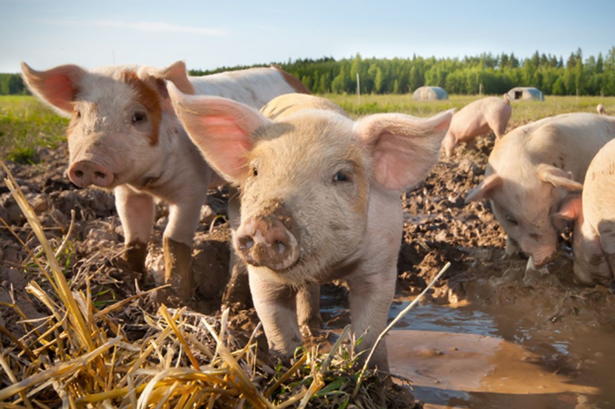 deadly-virus-may-kill-2-5-million-pigs-in-the-coming-year-business