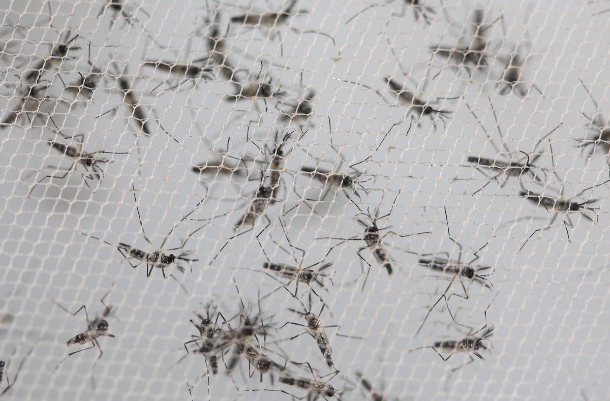Aedes aegypti mosquitoes   (AP/Andre Penner)