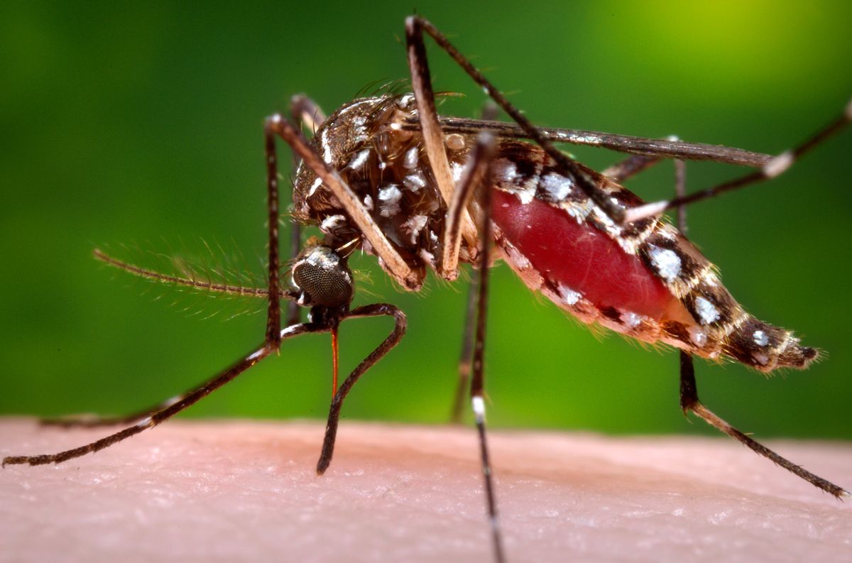 This 2006 photo provided by the Centers for Disease Control and Prevention shows a female Aedes aegypti mosquito in the process of acquiring a blood meal from a human host. On Friday, Feb. 26, 2015, the U.S. government said Zika infections have been confirmed in nine pregnant women in the United States. All got the virus overseas. Three babies have been born, one with a brain defect. (James Gathany/Centers for Disease Control and Prevention via AP)