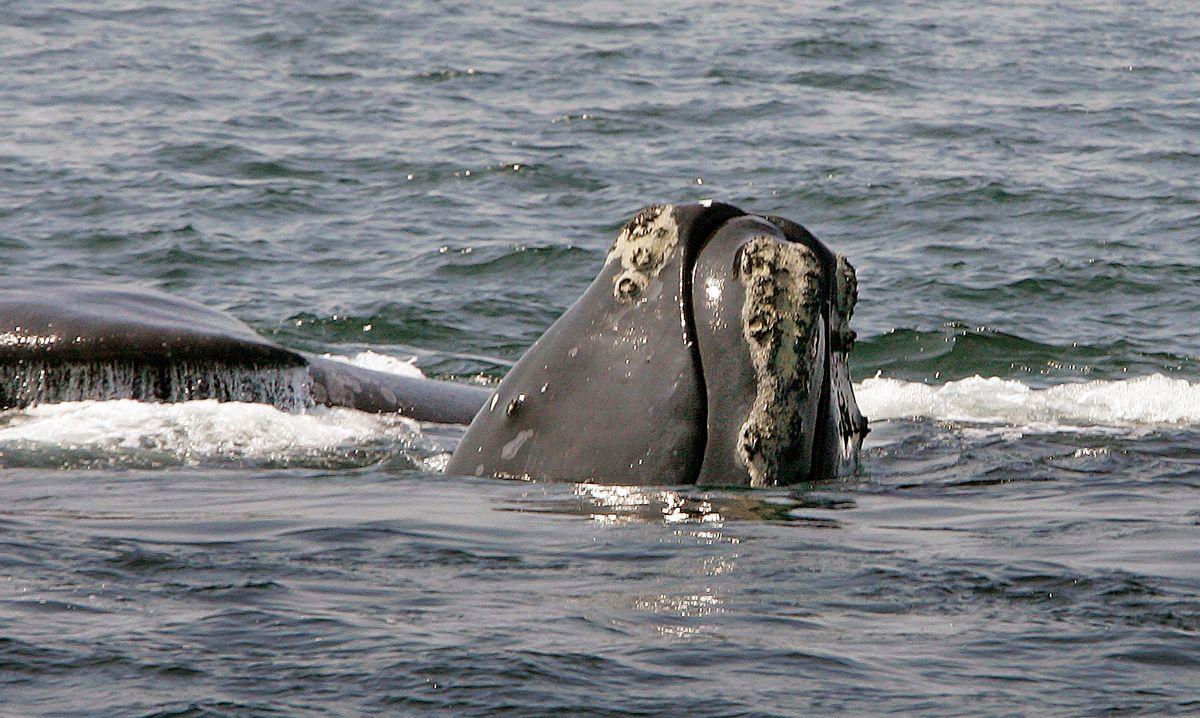 FILE - In this April 10, 2008 file photo, the head of a right whale peers up from the water as another whale passes behind in Cape Cod Bay near Provincetown, Mass. The endangered whales increasingly are frequenting the bay, enticed by the fine dining possibilities of its plankton-rich waters. They foraged in the bay for centuries, where their numbers were decimated when whalers hunted them for their oil and plastic-like baleen bone. For a stretch in the late 1990s, fewer than 30 whales were sighted each year. (AP Photo/Stephan Savoia, File) (AP)