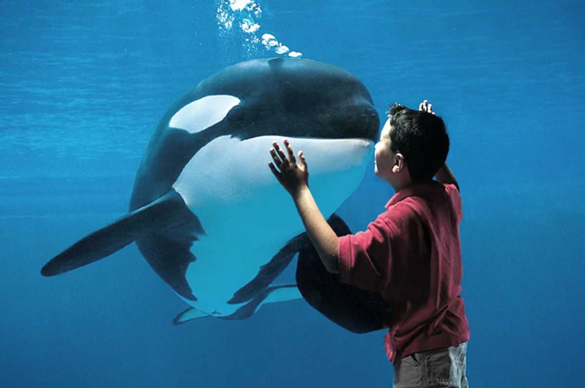 The SeaWorld sea change: Will the marine park's about-face signal a shift in how we think about animal captivity? The SeaWorld sea change: Will the marine park's about-face signal a shift in how we think about animal captivity?