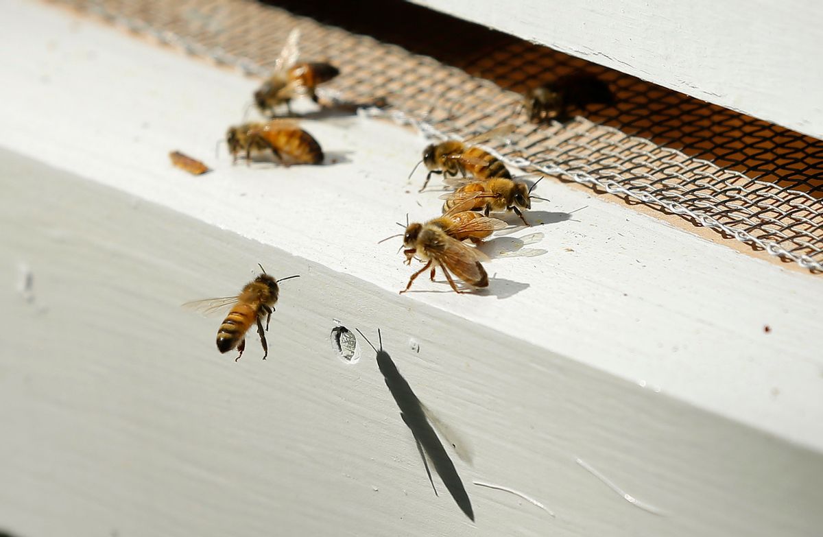 Struggling beekeepers stabilize U.S. honeybee population after