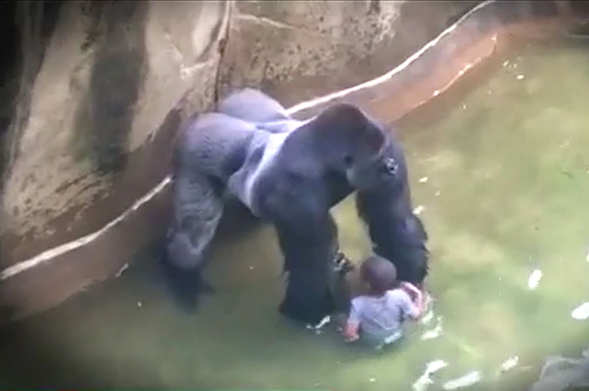 Harambe the gorilla   (CNN)