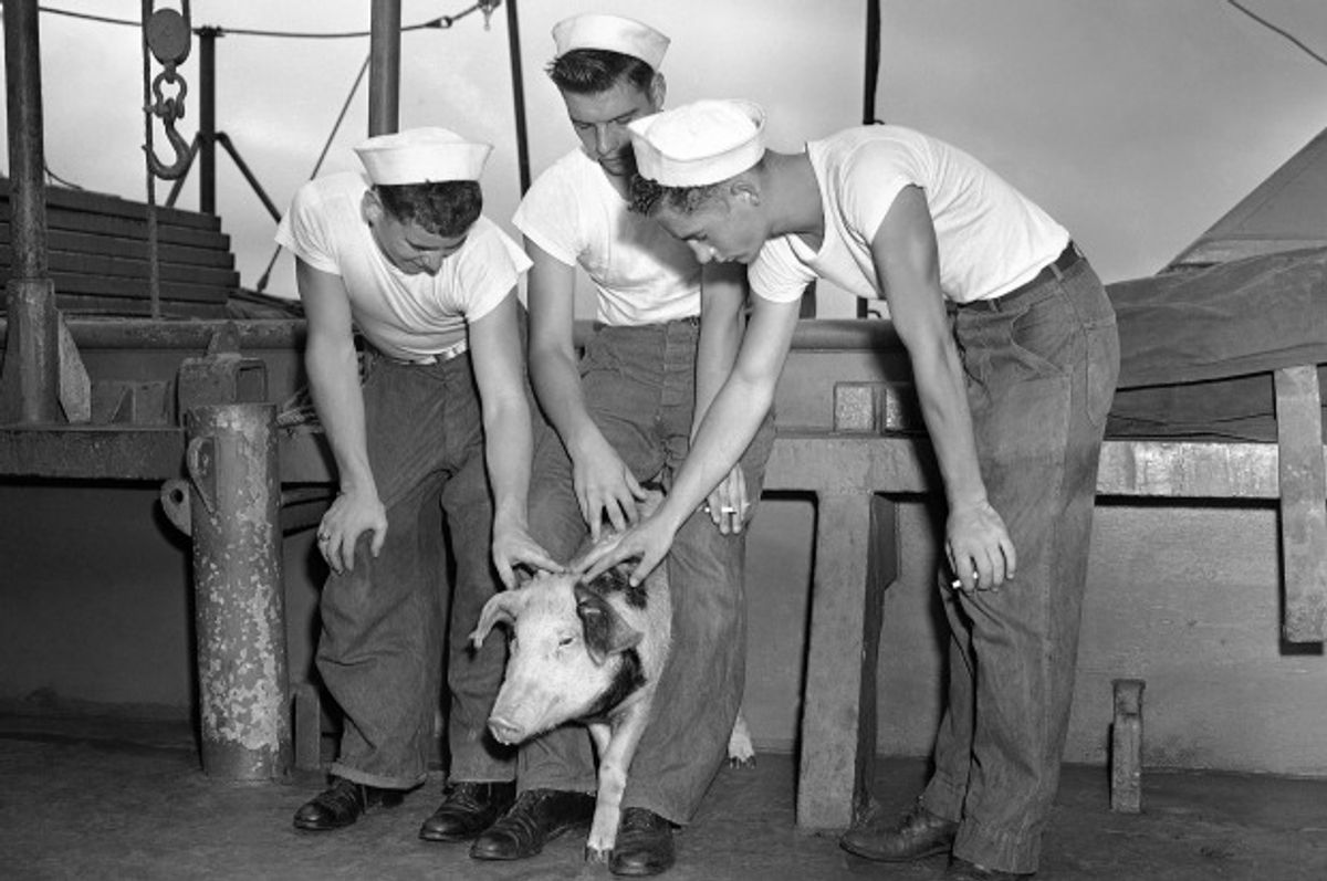 Seaman 2nd class Dale Lipp, center, of Miamisburg, Ohio, holds the Navy’s famous “Pig 311” between his legs, while Seamen 2nd class Thomas Murphy, left, of Albany, N.Y., and Nathan Mangrum, right, of Nashville, Tenn., stroke the animal’s head at Washington, D.C., Sept. 24, 1946 (Byron Rollins/AP)