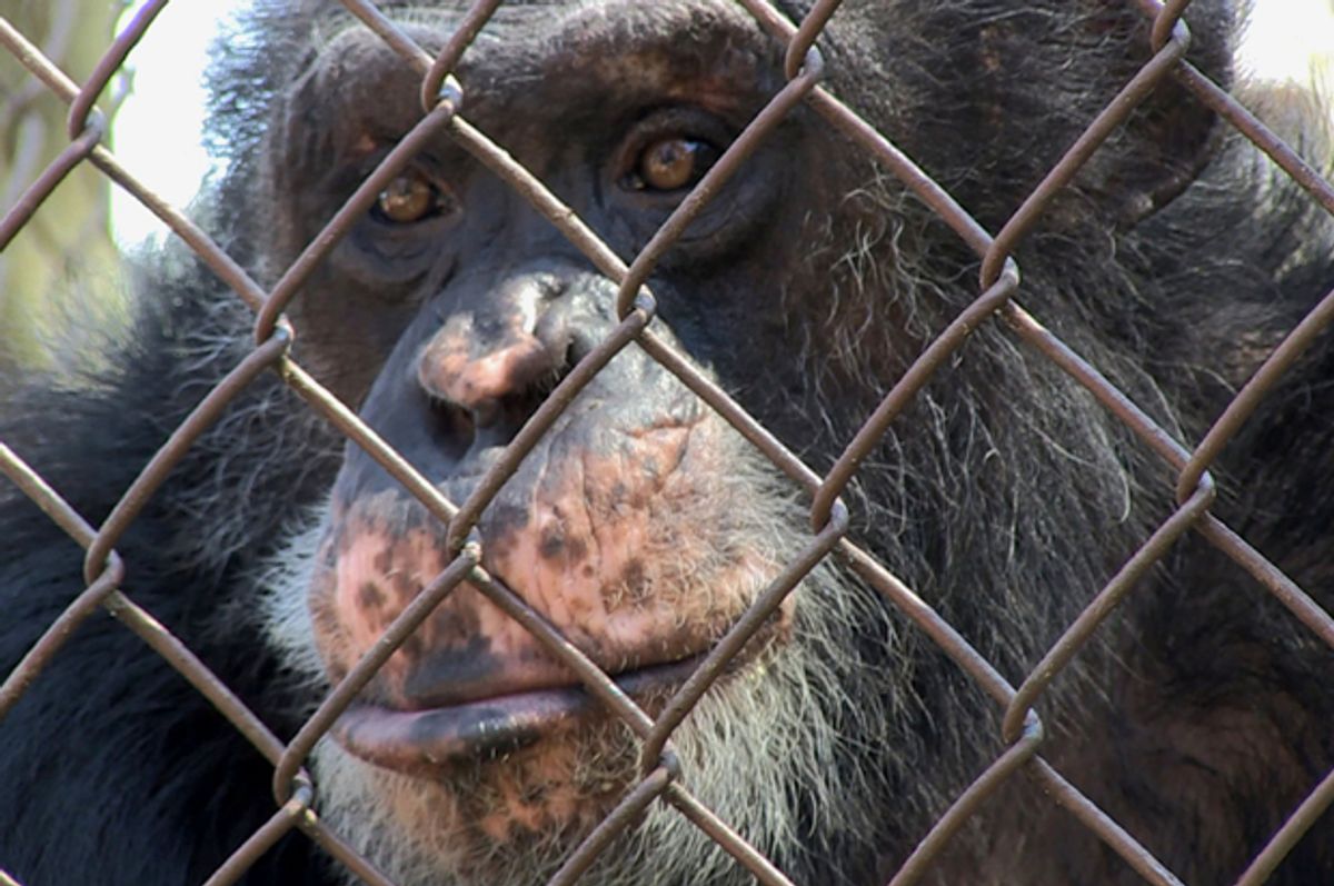 A captive chimpanzee in a roadside zoo, as seen in "Unlocking the Cage"   (Pennebaker Hegedus Films)