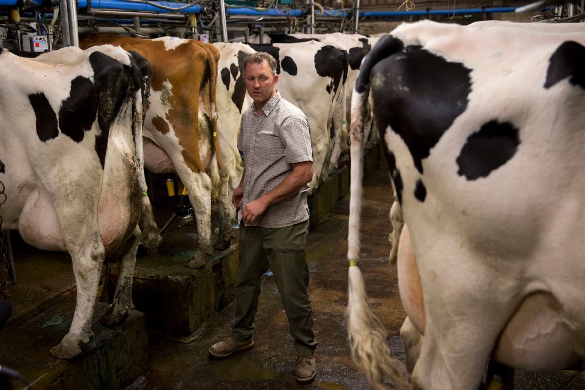 In this photo taken Thursday, June 16, 2016, dairy farmer Robert Warnock, who plans to vote this week for Britain to leave the EU, stands with his Holstein Friesian cattle as they are milked in a milking parlour on Capel Church Farm, in the village of Capel-le-Ferne, near Folkestone, south east England. (AP Photo/Matt Dunham) (AP)