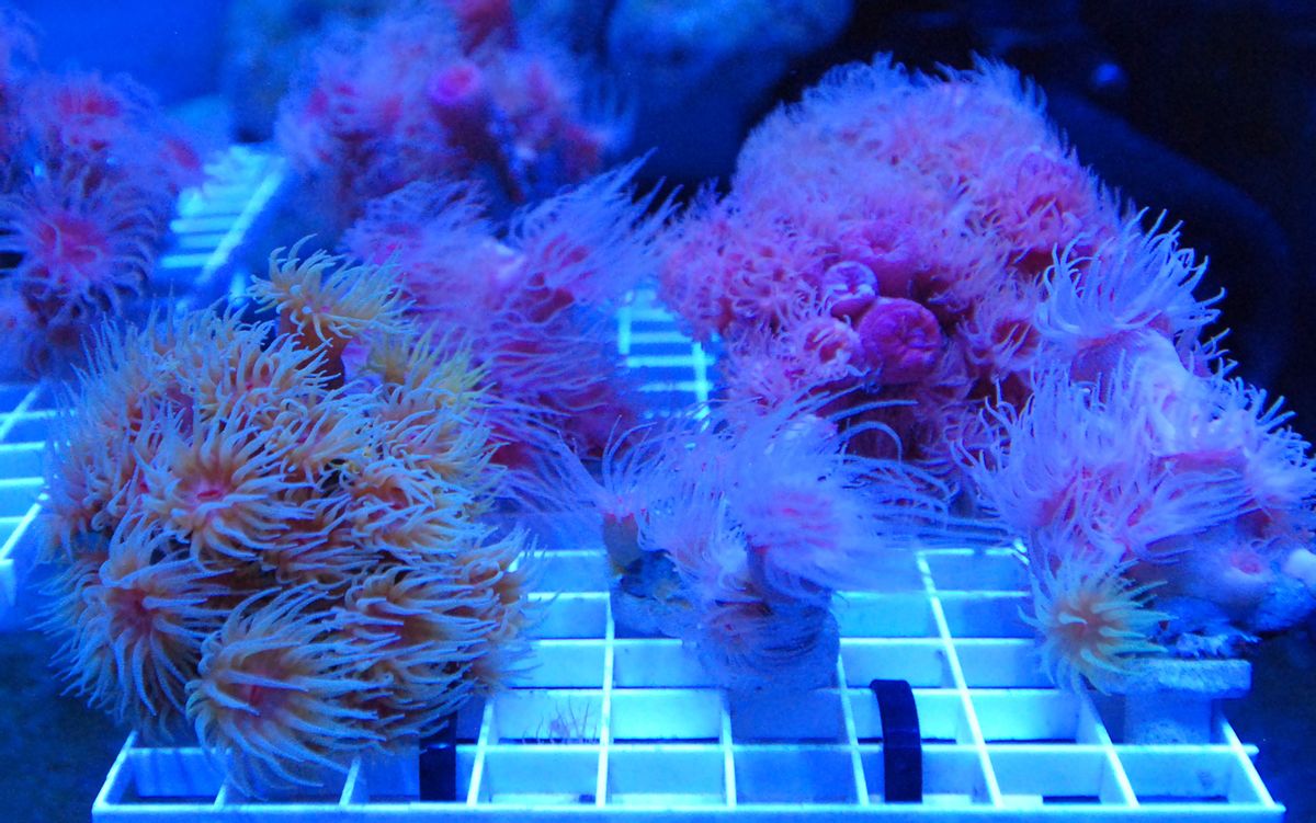 In a Thursday, Feb. 11, 2016 photo, rare species of Hawaiian coral being used to create a seed bank grows in a tank at the Anuenue Fisheries Research Centers coral nursery in Honolulu. Most of Hawaiis species of coral is unlike other coral around the world in that it grows very slowly, making restoration projects for endangered reefs in the state difficult. But state officials have come with a plan to grow large chunks of coral in a fraction of the time it would normally take. (AP Photo/Caleb Jones) (AP)