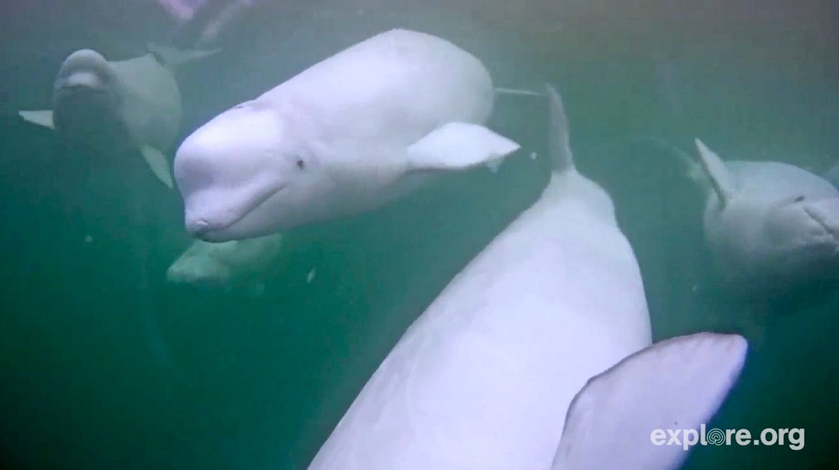 This July 2016 photo provided by Explore.org shows the view of a beluga whale from a webcam gathered in the Churchill River in the Hudson Bay in Manitoba, Canada. (Explore.org via AP) (AP)