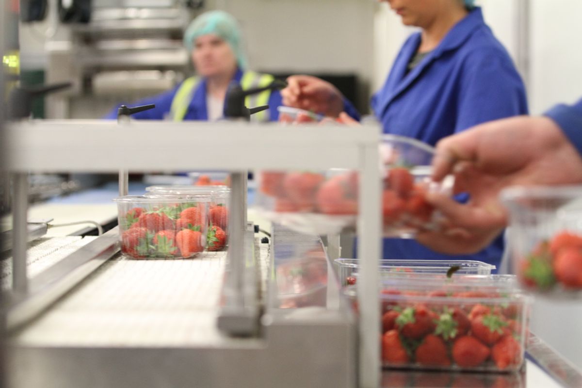 In this photo taken on Wednesday, Aug. 24, 2016, fresh strawberries are weighted on a production line, at Boxford Suffolk Farm, in Suffolk, England. British fruit and vegetable growers rely on seasonal workers from other EU countries to harvest their crops because local workers no longer want the poorly paid, physically demanding jobs that offer little security. EU citizens have the automatic right to work in any member state, and low-skilled east European laborers have helped fuel Britain’s economy since their countries joined the bloc in 2004. (AP Photo /Leonora Beck) (AP)
