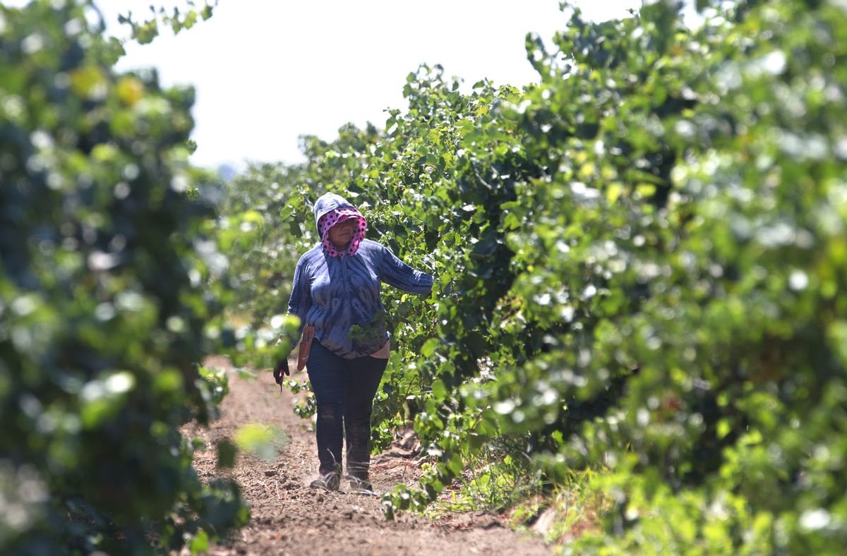 In this photo taken Aug. 17, 2016, a farm worker trims grape vines in a vineyard in Clarksburg, Calif. (AP Photo/Rich Pedroncelli) (AP)