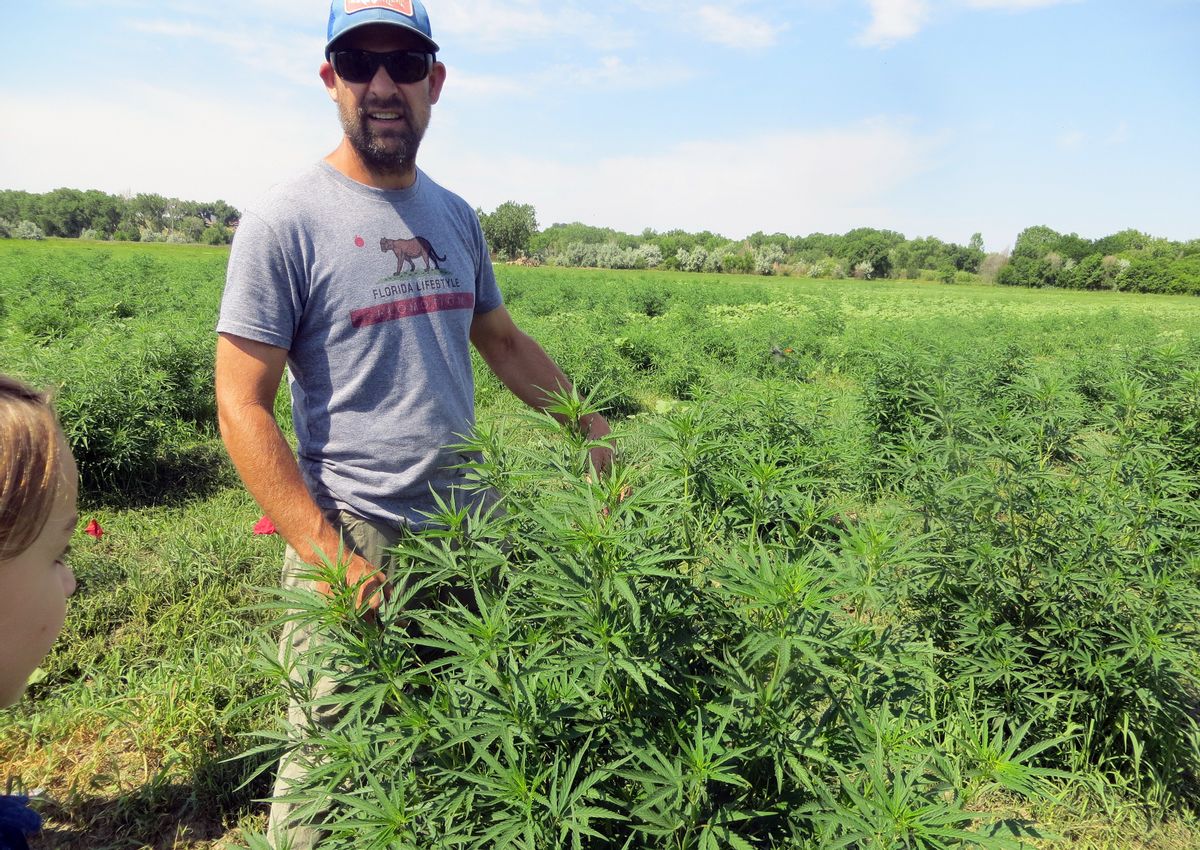 In this June 23, 2016, photo, farmer Will Cabaniss stands with his crop on his 20-acre hemp farm in Pueblo, Colo. Three years into the nation's hemp experiment, the crop's hazy market potential is starting to come into focus. Most of it is being pressed for therapeutic oils, not processed into rope or fabric or more traditional products. Authorized for research and experimental growth in the 2014 Farm Bill, hemp is being grown this year on about 6,900 acres nationwide, according to industry tallies based on state reports. (AP Photo/Kristen Wyatt) (AP)