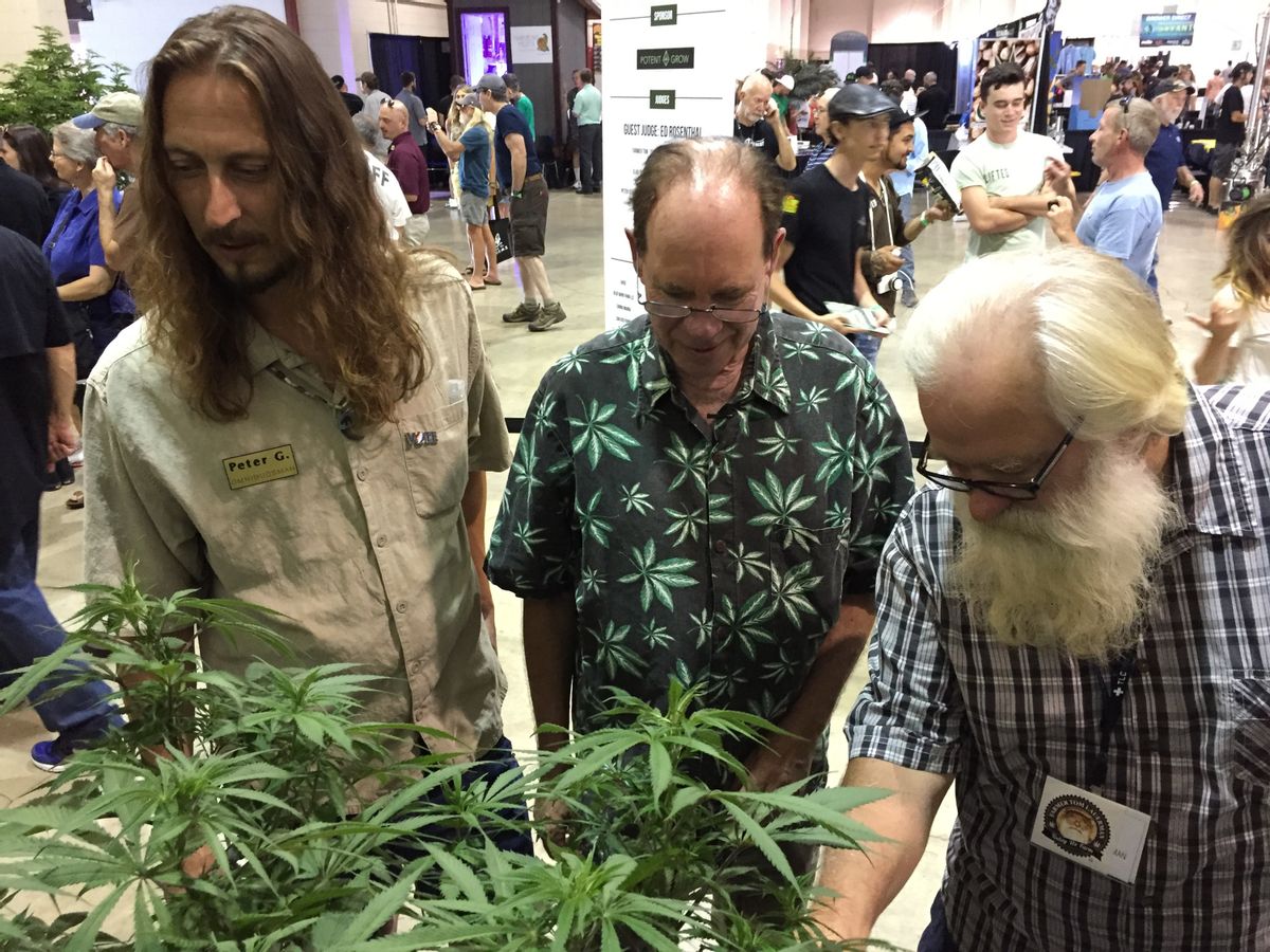 FILE - In this Saturday, Aug. 13, 2016 file photo, judges rate marijuana plants at the Oregon Cannabis Grower's Fair marijuana plant competition in Salem, Ore.  (AP Photo/Gillian Flaccus, File) (AP)